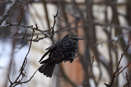 Common starling on a tree branch in winter.
