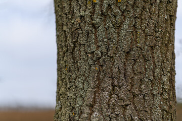 Fototapeta premium detail of tree trunk bark
