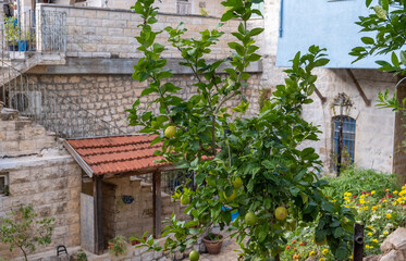 Fototapeta na wymiar The lemons tree grow at Safed`s yard