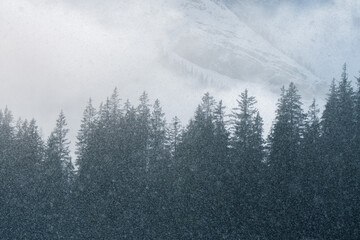 winter forest with snow fall in the Bernese Alps