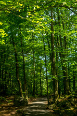 footpath in the forest