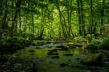 river in the forest