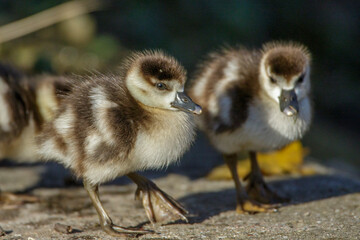 Nilgans (Alopochen aegyptiacus) Junge, Küken