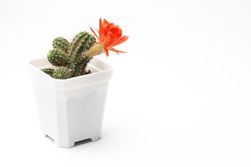 Closeup image of potted cactus with orange flowers against white background. Cactus decorate in a pot.