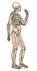 Human skeleton. Vector schematic drawing