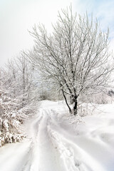 Obraz na płótnie Canvas Zimowa leśna droga