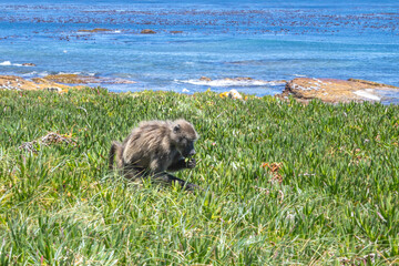 Chacma baboons (Papio ursinus) feeding on wild vegetation next to a coastline, Cape Point National...