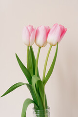 A bouquet of three pink tulips. The concept of the spring festival, Mother's day, Valentine's day, Birthday