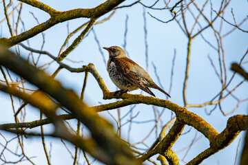 A Fieldfare in a tree