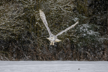 Snowy owl (Bubo scandiacus) lifts off and flies low hunting over a snow covered field in Ottawa, Canada