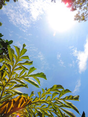 Copy space of nature green blue sky sun light flare . abstract texture background. Ecology, environment and relaxation concept.  Zen-like backdrop