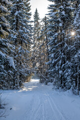 A walk through the winter forest. Beautiful winter landscape.