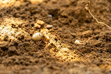 larvae of Small cicada - Platypleura kaempferi - on the ground in JAPAN.