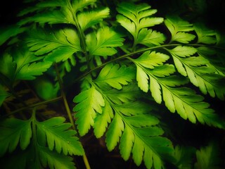 close-up of Pteridophyta plants on a dark background