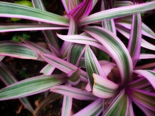 Rhoeo discolor plant in front of the house