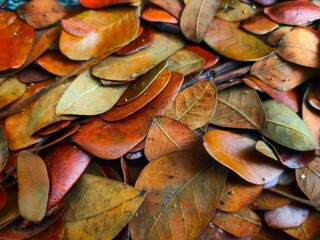 close up of a pile of dried apricots