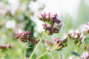 Lilac flowers of oregano or oregano bloom in the summer in the garden close-up, selective focus