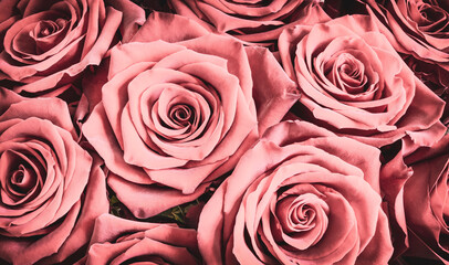 Roses background. Romantic pink rose bouquet. 