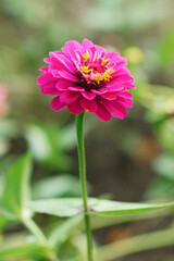Obraz premium Purple zinnia flower close up in the summer garden