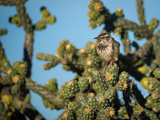 Cactus wren preparing it's nest