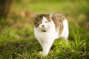Naklejka na ściany i meble Lovely tricolor cat in collar walk on the green grass in spring garden.