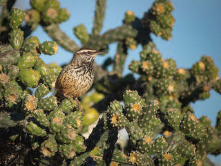 Cactus wren preparing it's nest