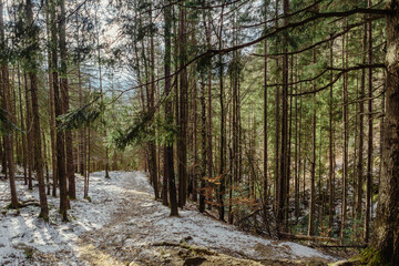 Landscape in the forest in the mountains. Rocks and tree trunks covered in moss