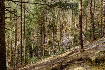 Landscape in the forest in the mountains. Rocks and tree trunks covered in moss