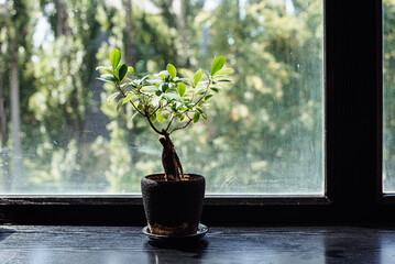 Pot of ficus bonsai on a dark windowsill. Green plant decorates the window sill of a modern house.
