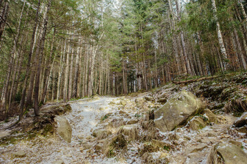 Landscape in the forest in the mountains. Rocks and tree trunks covered in moss