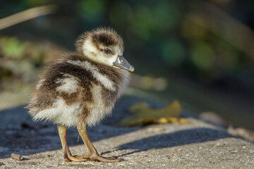 Nilgans (Alopochen aegyptiacus) Junge, Küken