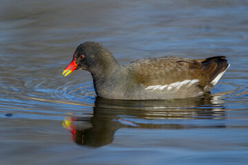 Teichhuhn (Gallinula chloropus)