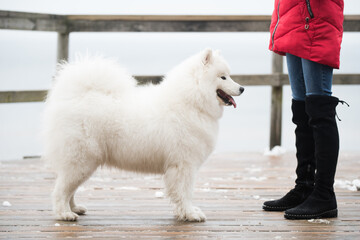 Samoyed white dog is on snow path road in Latvia