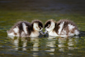 Nilgans (Alopochen aegyptiacus) Junge, Küken