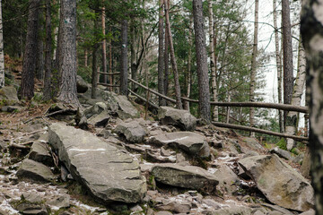 Landscape in the forest in the mountains. Rocks and tree trunks covered in moss
