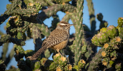 Cactus wren preparing it's nest