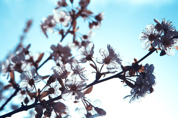 Hello blooming spring flower. Spring blooming cherry tree in the garden, multicolored natural pink flowers. Selective focus nature.