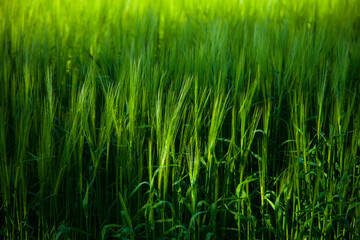 Cebada en primavera .Barley (Hordeum vulgare)