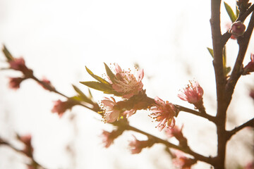 Hello blooming spring flower. Spring blooming cherry tree in the garden, multicolored natural pink flowers. Selective focus nature.
