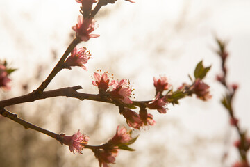 Hello blooming spring flower. Spring blooming cherry tree in the garden, multicolored natural pink flowers. Selective focus nature.
