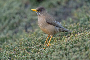 The Magellan thrush (Turdus falcklandii)
