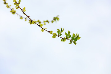 The green elm leaves are in the sky background