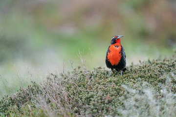 The Long-tailed meadowlark (Leistes loyca)