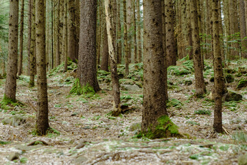 Naklejka premium Landscape in the forest in the mountains. Rocks and tree trunks covered in moss