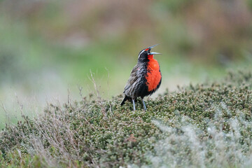 The Long-tailed meadowlark (Leistes loyca)