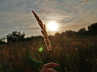 Fototapeta na wymiar Spikelet of wheat in hand in the sun