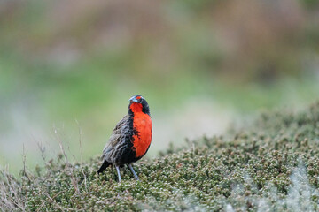 The Long-tailed meadowlark (Leistes loyca)
