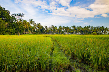 Bali landscape. Rice paddies, palm trees, blue sky with white clouds. Scenic panoramic view. Green rice fields. Agricultural concept. Bali, Indonesia