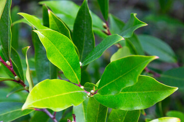 Prunus laurocerasus or cherry laurel green leaves in sunlight