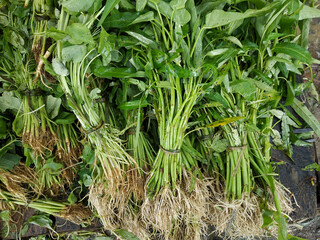 Obraz premium Pile of fresh water morning glory or water spinach or kangkung sell at traditional market